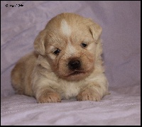 CHIOT