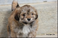 CHIOT